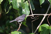 Sharpe's Apalis, Kakum, Ghana, May 2011 - click for larger image