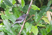 Sharpe's Apalis, Kakum, Ghana, May 2011 - click for larger image