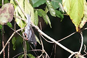 Sharpe's Apalis, Kakum, Ghana, May 2011 - click for larger image