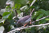 Sharpe's Apalis, Kakum, Ghana, May 2011 - click for larger image