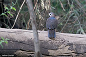 Lemon Dove, Lake Langano, Ethiopia, January 2016 - click for larger image