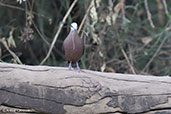 Lemon Dove, Lake Langano, Ethiopia, January 2016 - click for larger image