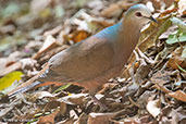 Lemon Dove, Lake Langano, Ethiopia, January 2016 - click for larger image