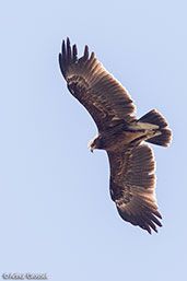 Immature Greater Spotted Eagle, Lalibela, Ethiopia, January 2016 - click for larger image