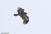 Steppe Eagle, Lalibela, Ethiopia, January 2016 - click for larger image