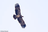 Tawny Eagle, Lake Chelekcheka, Ethiopia, January 2016 - click for larger image