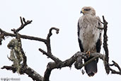 Tawny Eagle, Harenna Forest, Ethiopia, January 2016 - click for larger image