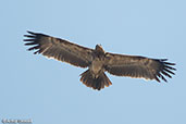 Tawny Eagle, Lake Beseka, Ethiopia, January 2016 - click for larger image