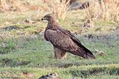 Tawny Eagle, Bilen, Ethiopia, January 2016 - click for larger image