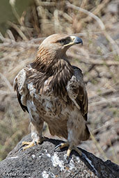 Tawny Eagle, Lalibela, Ethiopia, January 2016 - click for larger image