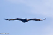 Verreaux's Eagle, Gemesa Geden, Ethiopia, January 2016 - click for larger image