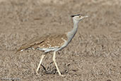 Arabian Bustard, Aledeghi Plains, Ethiopia, January 2016 - click for larger image