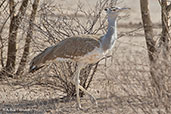 Arabian Bustard, Aledeghi Plains, Ethiopia, January 2016 - click for larger image