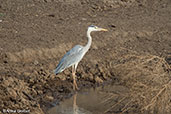 Grey Heron, Lake Abijatta, Ethiopia, January 2016 - click for larger image