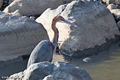Goliath Heron, Awash Falls, Ethiopia, January 2016 - click for larger image
