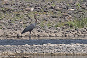 Goliath Heron, Jemma River, Ethiopia, January 2016 - click for larger image