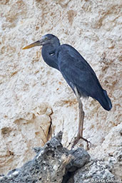 Goliath Heron, Awash Falls, Ethiopia, January 2016 - click for larger image