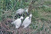 Madagascar Pond-heron, Lake Alarobia, Antananarivo, Madagascar, November 2016 - click for larger image