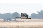 Kori Bustard, Liben Plains, Ethiopia, January 2016 - click for larger image