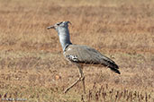 Kori Bustard, Bogol, Ethiopia, January 2016 - click for larger image