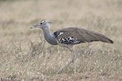 Kori Bustard, Yabelo, Ethiopia, January 2016 - click for larger image