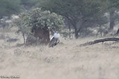 Kori Bustard, Yabelo, Ethiopia, January 2016 - click for larger image