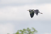 Black-headed Heron, near Bolgatanga, Ghana, June 2011 - click for larger image