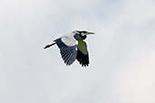 Black-headed Heron, near Bolgatanga, Ghana, June 2011 - click for larger image