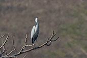 Black-headed Heron, Ghibe Gorge, Ethiopia, January 2016 - click for larger image