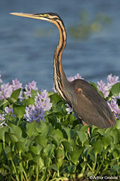 Purple Heron, Lac Ravelobe, Mahajanga, Madagascar, November 2016 - click for larger image