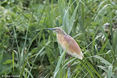 Squacco Heron, Ankarafantsika, Madagascar, November 2016 - click for larger image