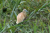 Squacco Heron, Ankarafantsika, Madagascar, November 2016 - click for larger image