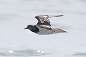 Ruddy Turnstone, Nosy Ve, Madagascar, November 2016 - click for larger image