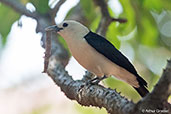 White-headed Vanga, Ankarafantsika NP, Madagascar, November 2016 - click for larger image