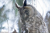 African Long-eared Owl, Dinsho, Bale Mountains, Ethiopia, January 2016 - click for larger image