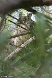 Madagascar Long-eared Owl, Perinet (Analamazaotra), Madagascar, November 2016 - click for larger image