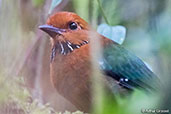 Rufous-headed Ground-roller, Ranomafana, Madagascar, November 2016 - click for larger image