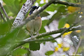 Pitta-like Ground-roller, Perinet (Analamazaotra), Madagascar, November 2016 - click for larger image