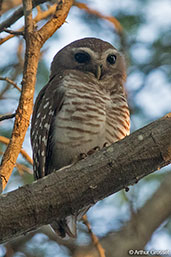 White-browed Owl, Berenty Reserve, Madagascar, November 2016 - click for larger image