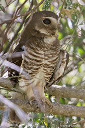 White-browed Owl, Berenty Reserve, Madagascar, November 2016 - click for larger image