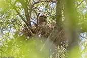 Madagascar Cuckoo-hawk, Berenty Reserve, Madagascar, November 2016 - click for larger image