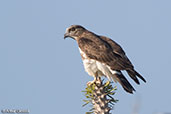 Madagascar Cuckoo-hawk, Mosa Park, Ifaty, Madagascar, November 2016 - click for larger image