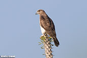 Madagascar Cuckoo-hawk, Mosa Park, Ifaty, Madagascar, November 2016 - click for larger image