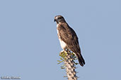 Madagascar Cuckoo-hawk, Mosa Park, Ifaty, Madagascar, November 2016 - click for larger image