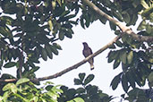 Honeyguide Greenbul, Kakum, Ghana, June 2011 - click for larger image