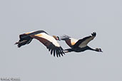 Black Crowned-crane, Lake Chelekcheka, Ethiopia, January 2016 - click for larger image