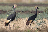 Black Crowned-crane, Lake Chelekcheka, Ethiopia, January 2016 - click for larger image