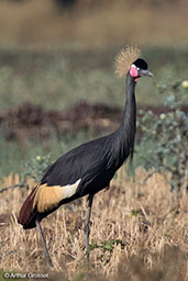 Black Crowned-crane, Lake Chelekcheka, Ethiopia, January 2016 - click for larger image