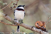 Western Black-headed Batis, Yabelo, Ethiopia, January 2016 - click for larger image