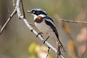 Western Black-headed Batis, Yabelo, Ethiopia, January 2016 - click for larger image